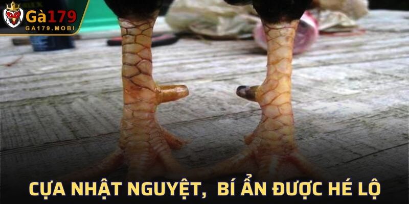 Cựa Nhật Nguyệt