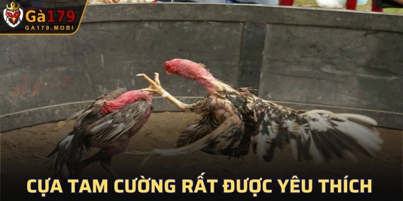 Cựa Tam Cường rất được yêu thích trong các trận đá gà cựa dao