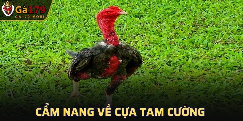Cựa Tam Cường