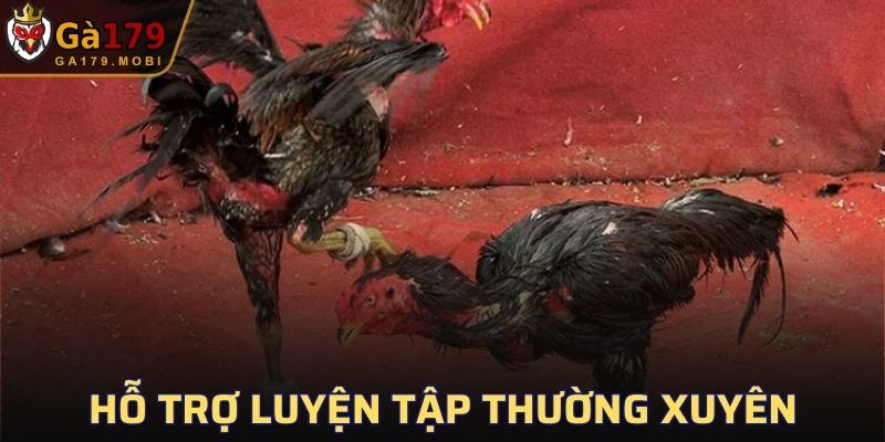 Cung cấp chương trình luyện tập nâng cao