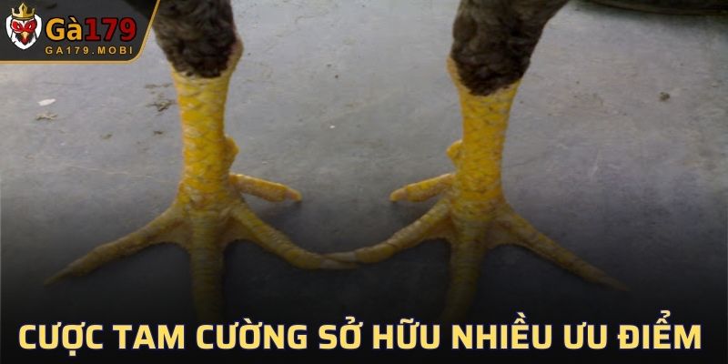 Cược Tam Cường sở hữu nhiều ưu điểm