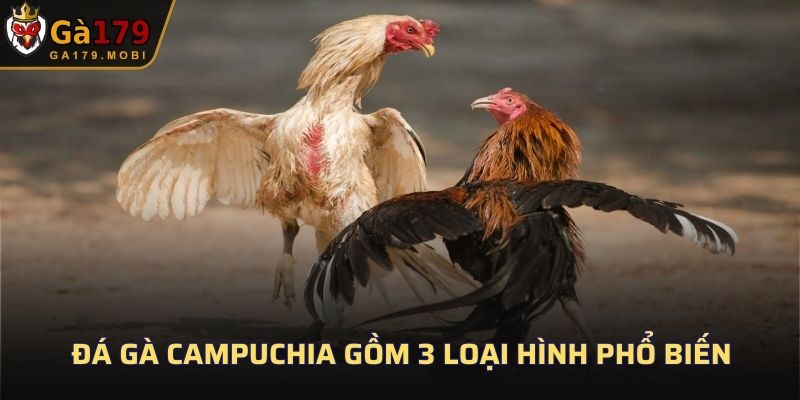 Đá gà Campuchia gồm 3 loại hình phổ biến