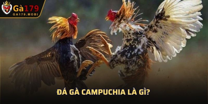Đá gà Campuchia là gì?