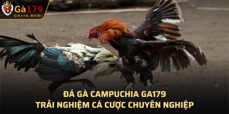 Đá Gà Campuchia