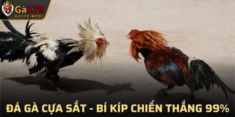 Đá Gà Cựa Sắt