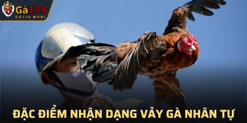 Đặc điểm nhận dạng của vảy gà Nhân Tự
