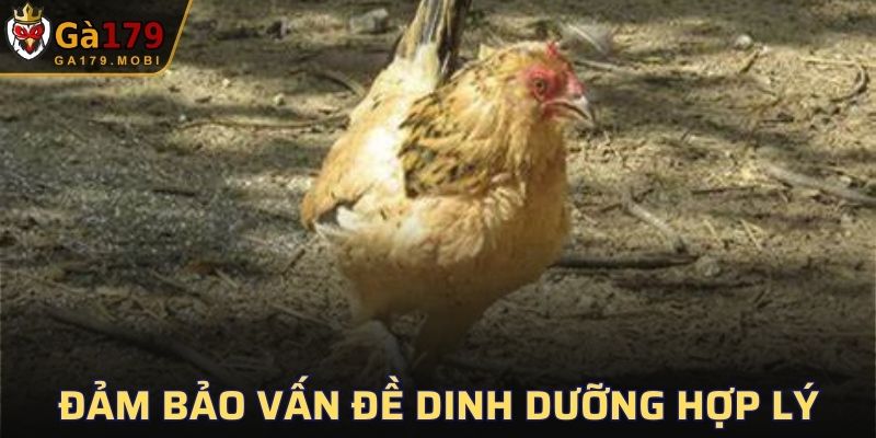 Đảm bảo nguồn dinh dưỡng hợp lý