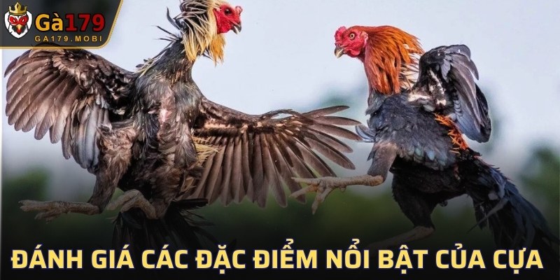 Đánh giá các đặc điểm nổi bật của cựa