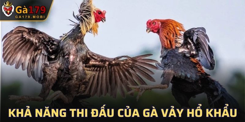 Đánh giá khả năng thi đấu của gà vảy Hổ Khẩu