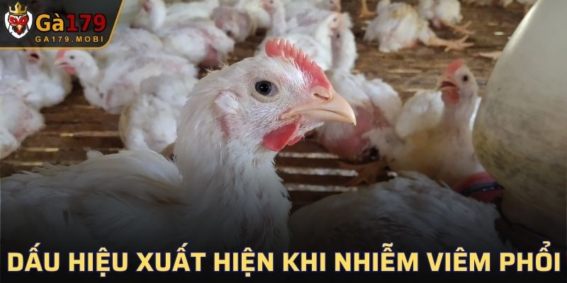 Dấu hiệu cho thấy chiến kê nhiễm bệnh