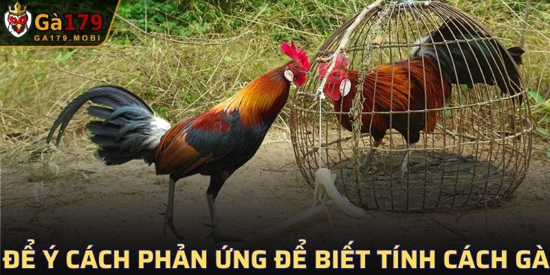Để ý cách phản ứng để biết tính cách gà