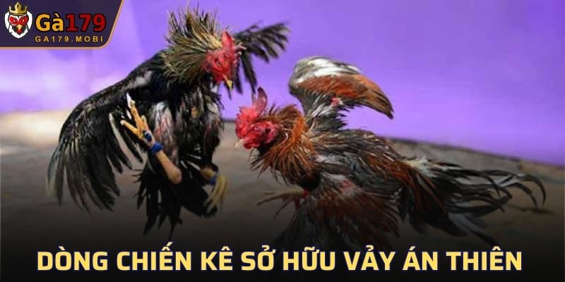 Dòng chiến kê sở hữu vảy án thiên