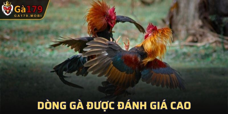 Dòng gà được đánh giá cao trên thị trường