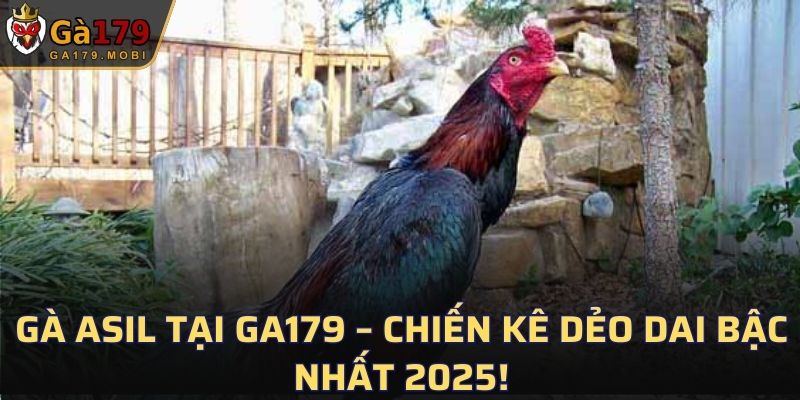 Gà Asil