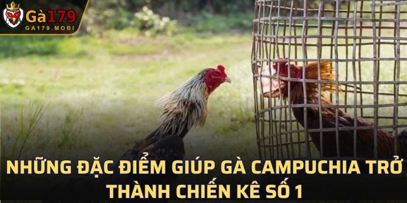 Gà Campuchia