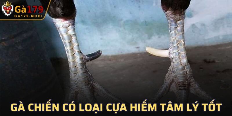 Gà chiến có loại cựa hiếm tâm lý tốt