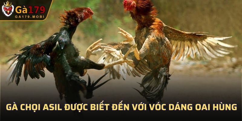 Gà chọi Asil được biết đến với vóc dáng oai hùng