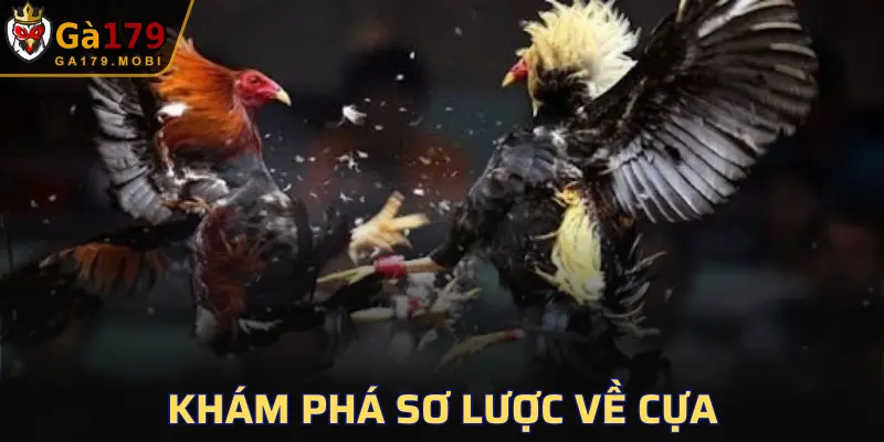 Gà chọi sở hữu cựa này là một dòng chiến kê đặc biệt
