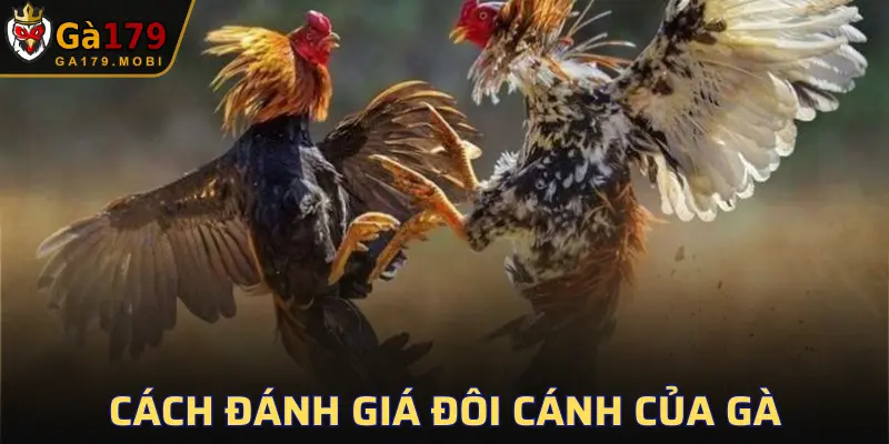 Gà có đôi cánh rộng là điểm cộng lớn
