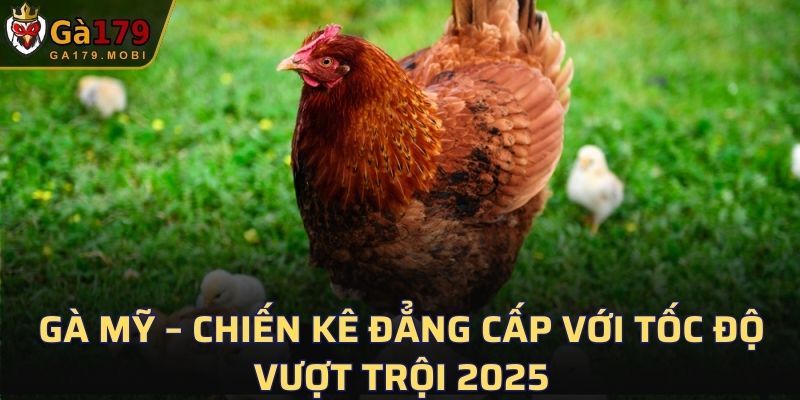 Gà Mỹ