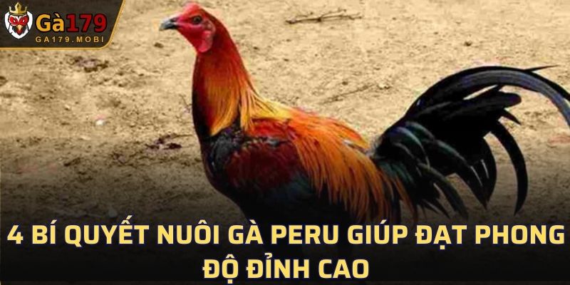 Gà Peru