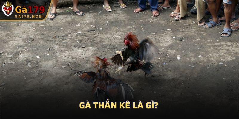 Gà thần kê là gì?
