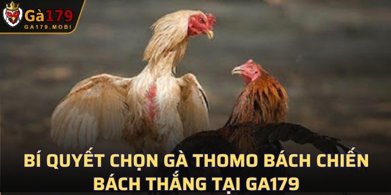 Gà Thomo