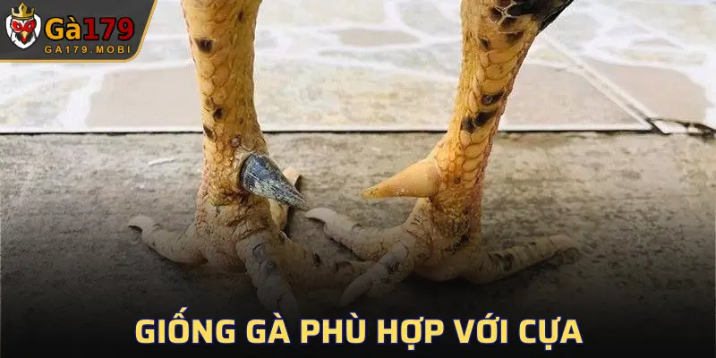 Gà tre Tân Châu nổi tiếng với kích thước nhỏ gọn