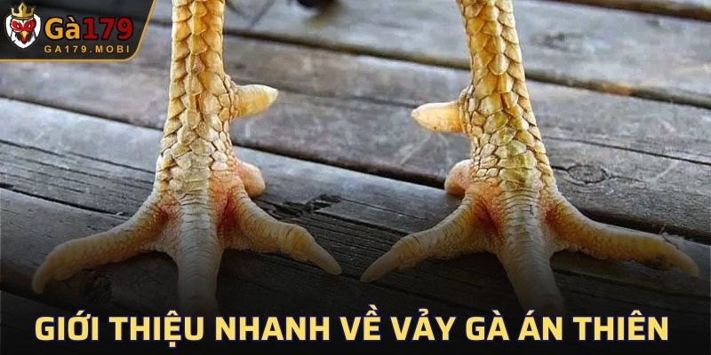 Giới thiệu nhanh về vảy gà án thiên