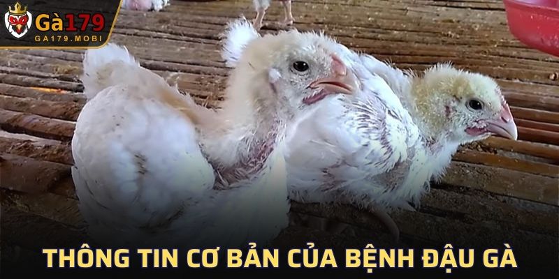 Giới thiệu về bệnh đậu gà hiện nay