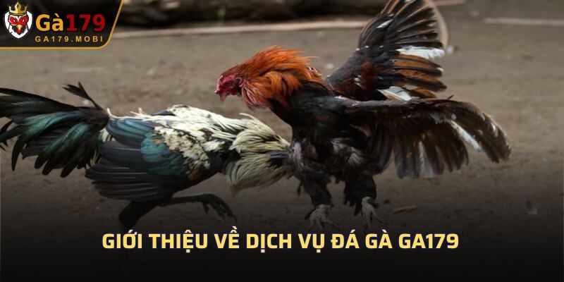 Giới thiệu về dịch vụ đá gà GA179