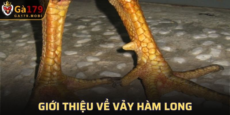 Giới thiệu về loại vảy Hàm Long