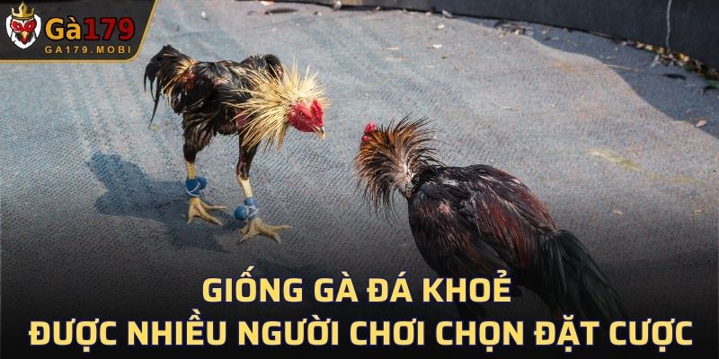 Giống gà đá khoẻ được nhiều người chơi chọn đặt cược