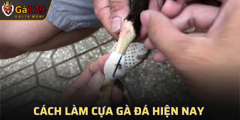 Giống gà nòi là chiến kê khá quen thuộc ở Việt Nam