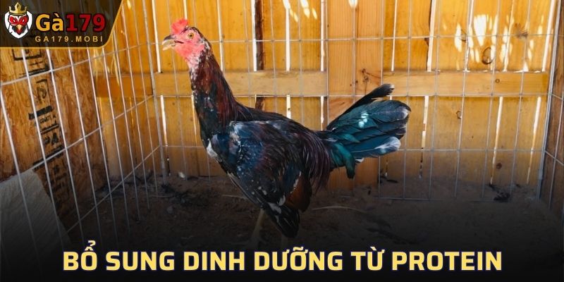 Hỗ trợ thêm dịnh dưỡng