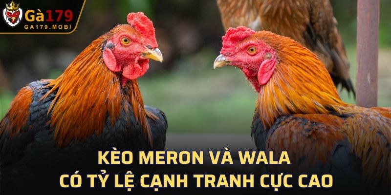 Kèo Meron và Wala có tỷ lệ cạnh tranh cực cao