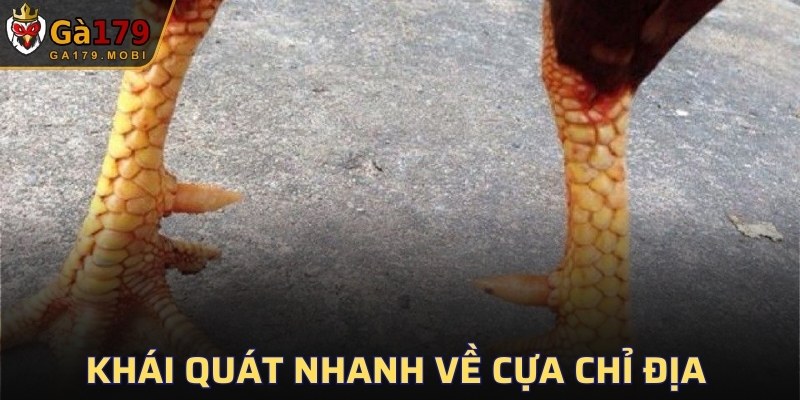 Khái quát nhanh về cựa chỉ địa