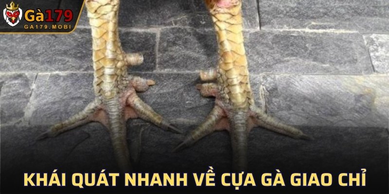 Khái quát nhanh về cựa gà giao chỉ