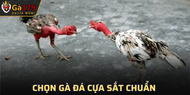 Không phải con nào cũng có tố chất trở thành chiến kê