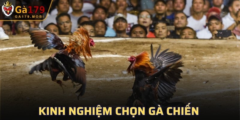Kinh nghiệm chọn gà chiến