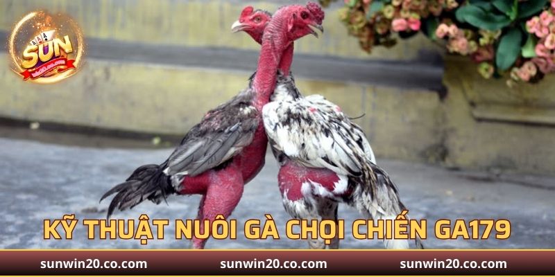 Kỹ Thuật Nuôi Gà Chọi Chiến