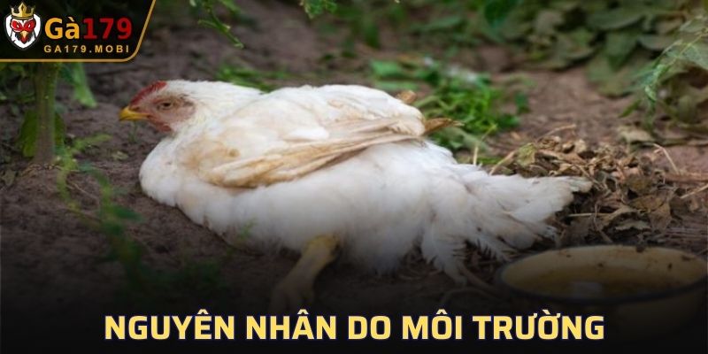 Lây lan do môi trường vệ sinh