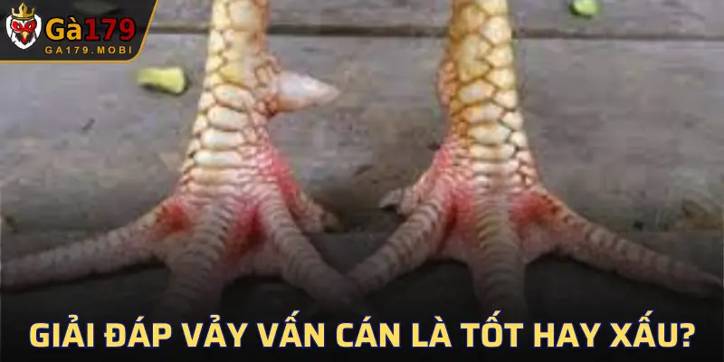 Liệu chiến kê sở hữu vảy này có phải là gà đá tốt?
