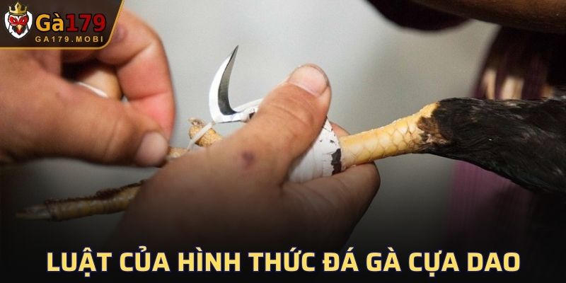 Luật đá gà cựa dao để người mới nắm rõ