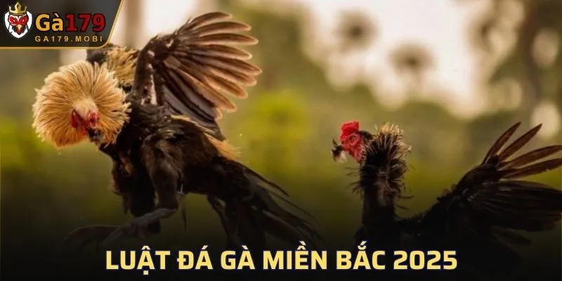 Luật Đá Gà Miền Bắc
