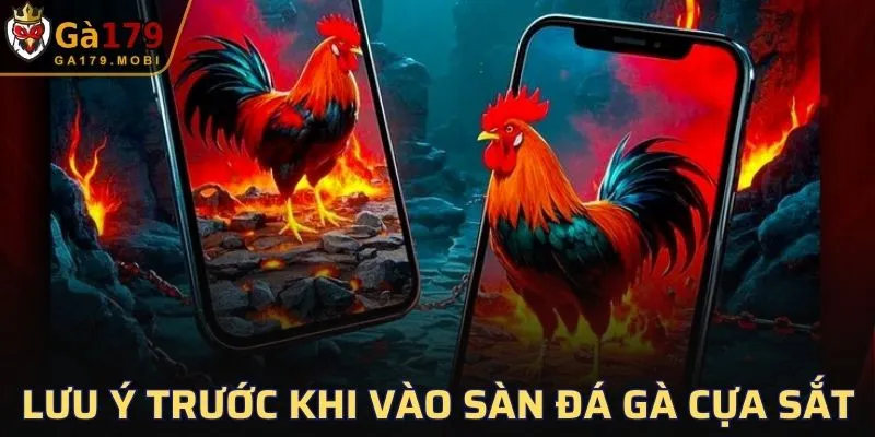 Lưu ý trước khi vào sàn đấu đá gà cựa sắt
