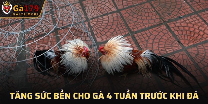 Mẹo tăng sức bền cho gà chọi 4 tuần trước khi đá