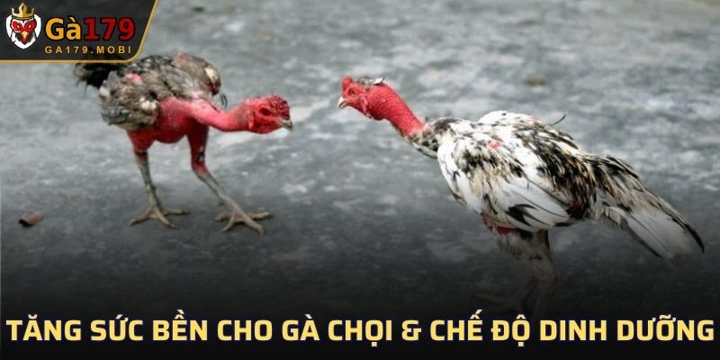 Mẹo tăng sức bền cho gà chọi - chế độ dinh dưỡng