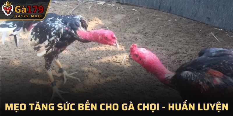Mẹo tăng sức bền cho gà chọi trong huấn luyện