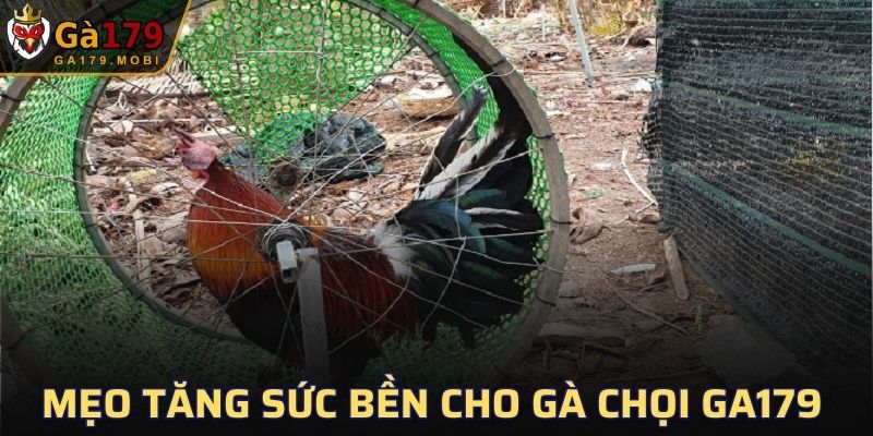 Mẹo tăng sức bền cho gà chọi